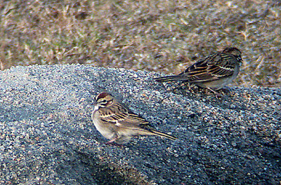 LARK SPARROW , THE FLOOD RELIEF , LA QUINTA , CALIFORNIA , USA . 20 , 11 , 2004