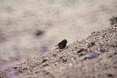  BLACK THROATED SPARROW . PALM DESERT . CALIFORNIA . USA . 25 / 2 / 2000
