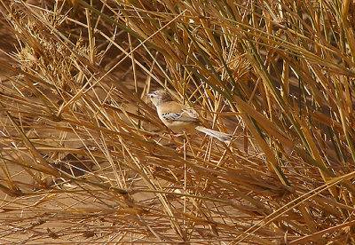 CRICKET WARBLER . THE AOUSSARD ROAD . THE SAHARA DESERT . WESTERN SAHARA  . 6 / 3 / 2010