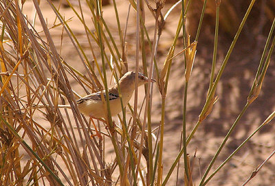 CRICKET WARBLER . THE AOUSSARD ROAD . THE SAHARA DESERT . WESTERN SAHARA . 6 / 3 / 2010