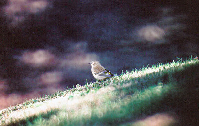 YELLOW RUMPED WARBLER , THE FLOOD RELIEF , LA QUINTA , CALIFORNIA , USA . 10 , 11 , 2004
