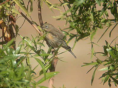 YELLOW RUMPED WARBLER . THE FLOOD RELIEF . LA QUINTA . CALIFORNIA . USA . 10 . 11 . 2004