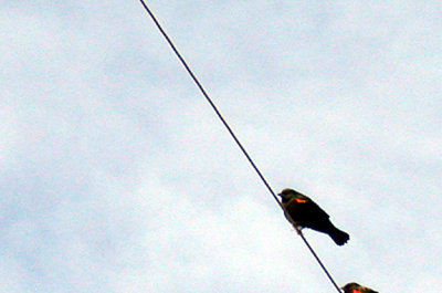 RED WINGED BLACKBIRD , THE SALTON SEA , CALIFORNIA , USA . 22 , 11 , 2004