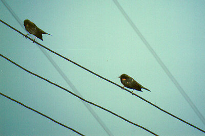 RED WINGED BLACKBIRD , THE SALTON SEA , CALIFORNIA , USA . 27 , 11 , 2004