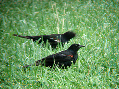RED WINGED BLACKBIRD . THE HURKEY CREEK CAMPGROUND . CALIFORNIA . USA . 24 . 7 . 2009