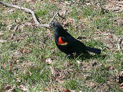 RED WINGED BLACKBIRD . THE MALL . WASHINGTON DC . USA . 23 . 3 . 2004