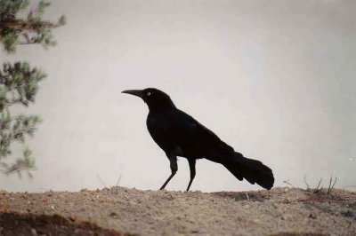 GREAT TAILED GRACKLE . PALM DESERT .  CALIFORNIA .  USA . 23 / 2 / 2000 