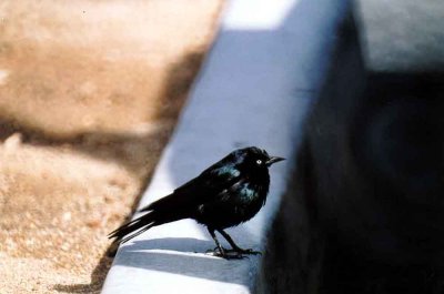  BREWERS BLACKBIRD . PALM DESERT . CALIFORNIA . USA . 25 / 2 / 2000