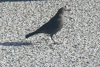  BREWERS BLACKBIRD , LAKE HEMET , CALIFORNIA , USA . 14 , 11 , 2004