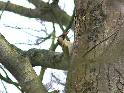 GREEN WOODPECKER . RIVERSMEET HOUSE . TOPSHAM . DEVON . 11 . 1 . 2010