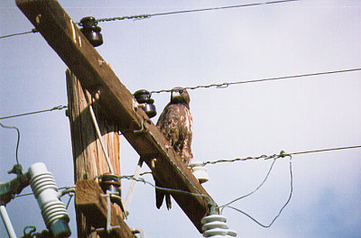 BROAD-WINGED HAWK , THE SALTON SEA , CALIFORNIA , USA . 13 , 11 , 2004.JPG