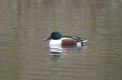 SHOVELER . CLENNON VALLEY . Nr GOODRINGTON . DEVON . ENGLAND . 29 . 11 . 2013