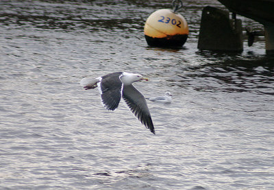 GREAT BLACK-BACKED GULL . THE RECREATION GROUND . TOPSHAM . DEVON . 29 . 11 . 2013