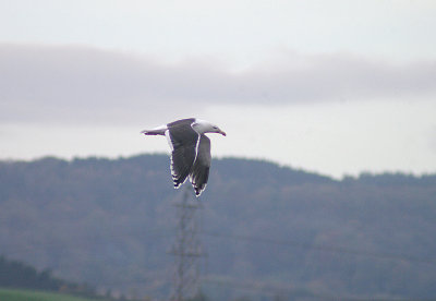 GREAT BLACK BACKED GULL . THE RECREATION GROUND . TOPSHAM . DEVON . 29 . 11 . 2013
