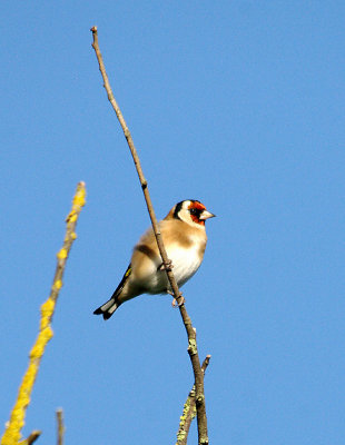 GOLDFINCH . TOPSHAM CEMETERY . DEVON . ENGLAND . 19 . 10 . 2013