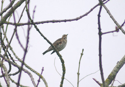 REDWING . TOPSHAM CEMETERY . DEVON . ENGLAND . 4 . 12 . 2013