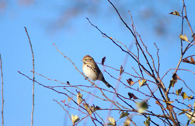 REED BUNTING . THE RECREATION GROUND . TOPSHAM . DEVON . ENGLAND . 9 . 12 . 2013