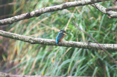 KINGFISHER . THE NORTHBROOK GOLF COURSE . EXETER . DEVON . 17 . 12 . 2013