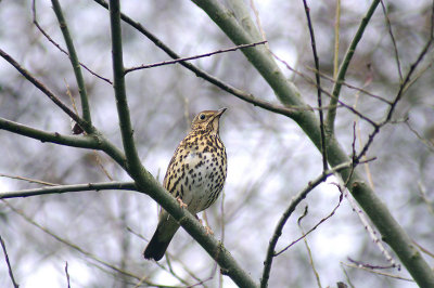 SONG THRUSH . THE LUDWELL VALLEY C P . EXETER . DEVON . 17 . 12 . 2013 