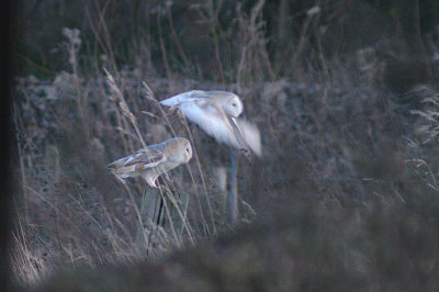 BARN OWL . GANTON . YORKSHIRE . 25 . 12 . 2013