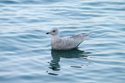 ICELAND GULL . BRIXHAM HARBOUR . DEVON . ENGLAND . 30 . 12 . 2013