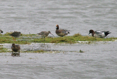 BAR-TAILED GODWIT . BOWLING GREEN MARSH . TOPSHAM . DEVON . ENGLAND . 1 . 1 . 2014