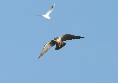 Peregrine Falcon . Falco peregrinus