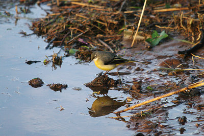 GREY WAGTAIL . THE TOPSHAM RECREATION GROUND . DEVON . 2 . 1 . 2014