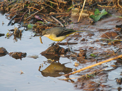 GREY WAGTAIL . THE TOPSHAM RECREATION GROUND . DEVON . 2 . 1 . 2014