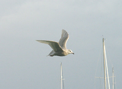 ICELAND GULL . BRIXHAM HARBOUR . DEVON . ENGLAND . 3 . 1 . 2014 