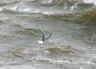 BONAPARTE`S GULL . DAWLISH WARREN . DEVON . 5 . 1 . 2014