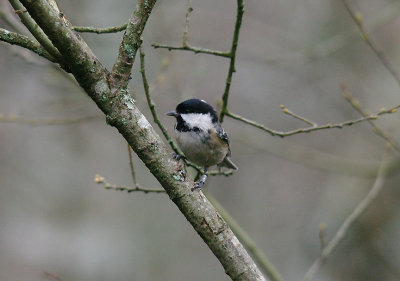 COAL TIT . THE STOVER COUNTRY PARK . DEVON . ENGLAND . 8 . 1 . 2014