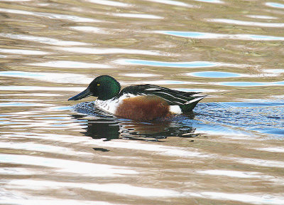 SHOVELER . THE CLENNON VALLEY C P . DEVON . ENGLAND . 9 . 1 . 2014