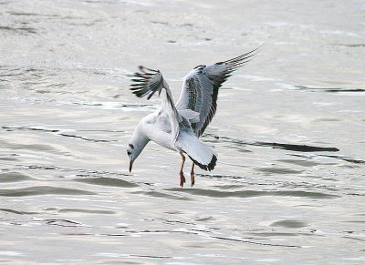 BLACK-HEADED GULL . THE TOPSHAM RECREATION GROUND . DEVON . 13 . 1 . 2014
