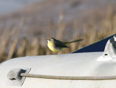 GREY WADTAIL . THE TOPSHAM RECREATION GROUND . DEVON . 13 . 1 . 2014