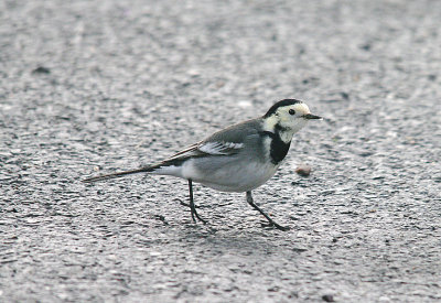 PIED WAGTAIL . DAWLISH WARREN . DEVON . 14 . 1 . 2014