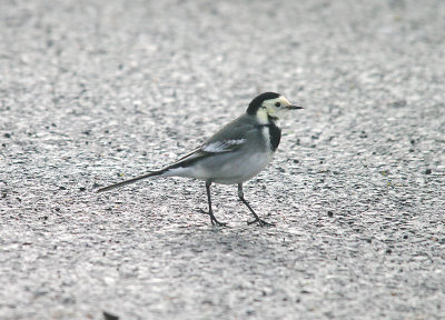 PIED WAGTAIL . DAWLISH WARREN . DEVON . 14 . 1 . 2014