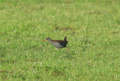 WATER RAIL . THE EXMINSTER MARSHES . DEVON . ENGLAND . 17 . 1 . 2014