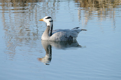 BAR-HEADED GOOSE , DARTS FARM POOL , TOPSHAM , DEVON , ENGLAND . 20 , 1 , 2014