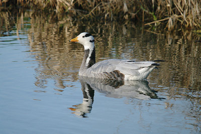 BAR-HEADED GOOSE . DARTS FARM POOL . TOPSHAM . DEVON . ENGLAND . 20 . 1 . 2014 