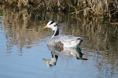 BAR-HEADED GOOSE . DARTS FARM POOL . TOPSHAM . DEVON . ENGLAND . 20 . 1 . 2014