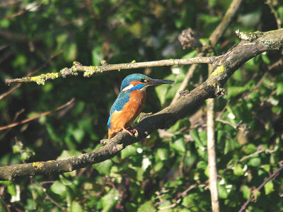 COMMON KINGFISHER ( Female ) . TREMLETT`S MARSH . TOPSHAM . DEVON . 22 . 1 . 2014