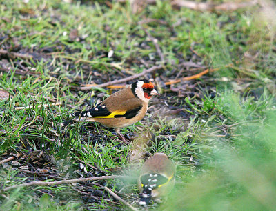 GOLDFINCH . DARTS FARM . TOPSHAM . DEVON . ENGLAND . 22 . 1 . 2014