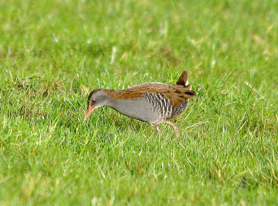 WATER RAIL . EXMINSTER MARSH . DEVON . ENGLAND . 28 . 1 . 2014