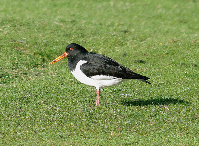 OYSTERCATCHER . OAK MEADOW GOLF COURSE . STARCROSS . DEVON . 1 . 2 . 2014