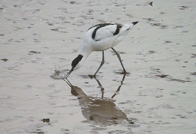AVOCET . GOOSE MOOR . TOPSHAM . DEVON . ENGLAND . 10 . 2 . 2014 