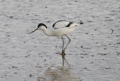 AVOCET . GOOSE MOOR . TOPSHAM . DEVON . ENGLAND . 10 . 2 . 2014