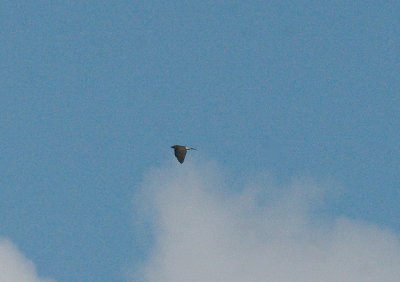 NORTHERN GOSHAWK . NEAR HALDON . DEVON . ENGLAND . 18 . 2 . 2014
