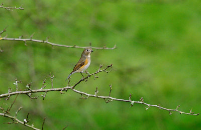 RED-FLANKED BLUETAIL ( 1st Winter Male ) . MARSHFIELD . GLOUCESTERSHIRE . 19 . 2 . 2014 