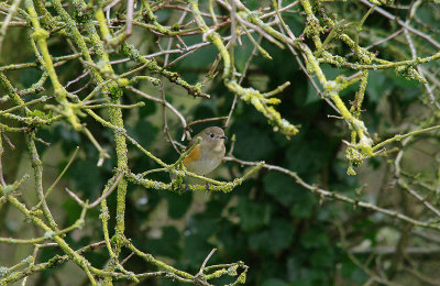 RED-FLANKED BLUETAIL ( 1st Winter Male ) . MARSHFIELD . GLOUCESTERSHIRE . 19 . 2 . 2014